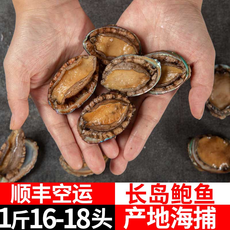 顺丰发货16-18头一斤烟台新鲜海捕大鲍鱼海鲜水产鲜活鲍鱼小鲍鱼