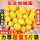 东北姑娘果新鲜当季水果5斤黄菇娘灯笼果大果甜菇娘特产顺丰包邮