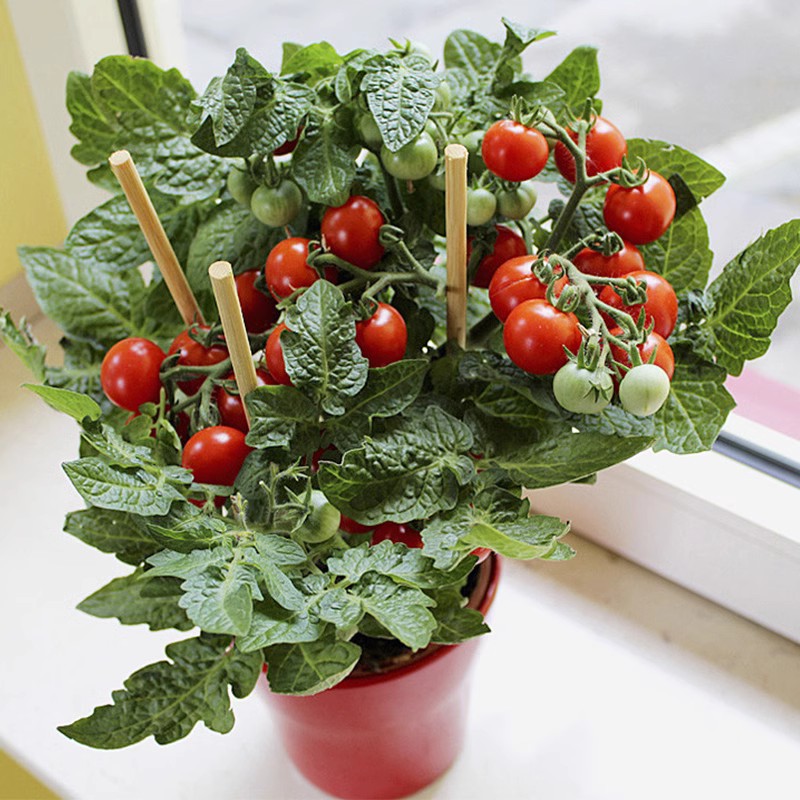 矮生盆栽番茄种子蔬菜种孑苗樱桃小西红柿圣女果四季春阳台水果籽