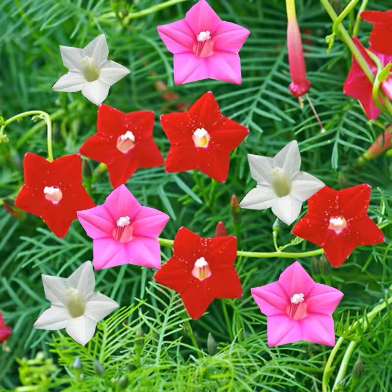 羽叶茑萝花种籽子四季花籽庭院阳台盆栽爬藤花卉植物五角星花种子