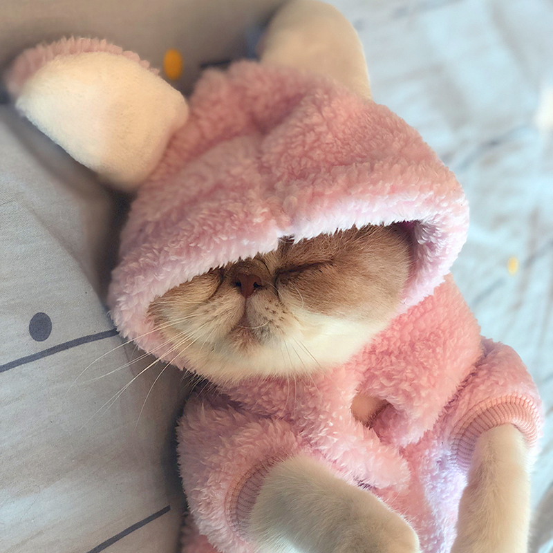 猫咪衣服秋冬宠物猫秋装小加菲猫猫防掉毛小猫英短加绒保暖猫衣服在类目 宠物/宠物食品及用品, 宠物服饰及配件, 宠物服装/雨衣中 - 来自Buy2taobao.com提供专业的淘宝代购服务