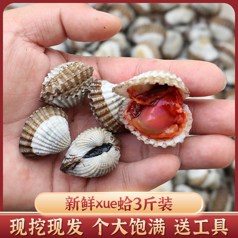 新鲜血蛤特大台州血蚶鲜活花哈贝类海鲜水产 3斤装送工具