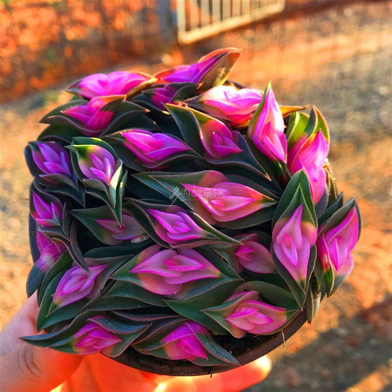 一帆风顺锦上添花多肉植物事事顺d心寓意室内桌面多肉花卉盆栽