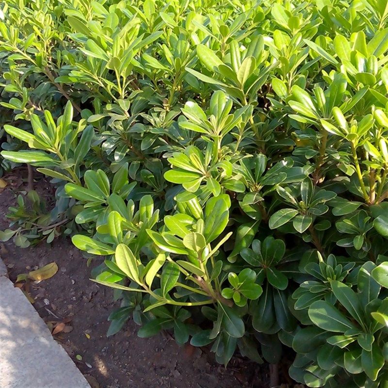 庭院绿化树苗f海桐树苗绿篱笆植物围墙四季常青气味芳香驱蚊虫