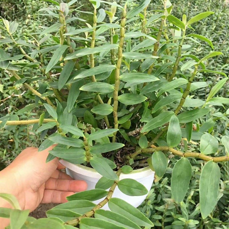 雁荡山铁皮石斛苗红杆软脚驯化苗盆h栽庭院阳台兰花花卉可食用