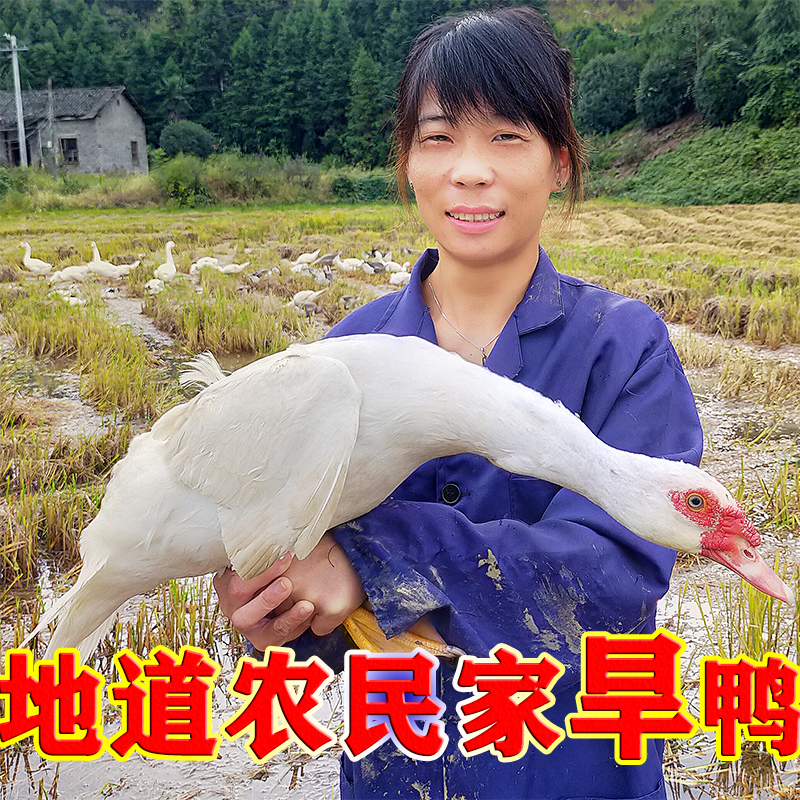 旱鸭子