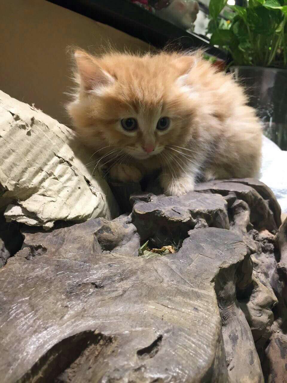 长毛田园猫狮子猫活体橘猫三花黑猫纯白猫土猫活体田园猫活体