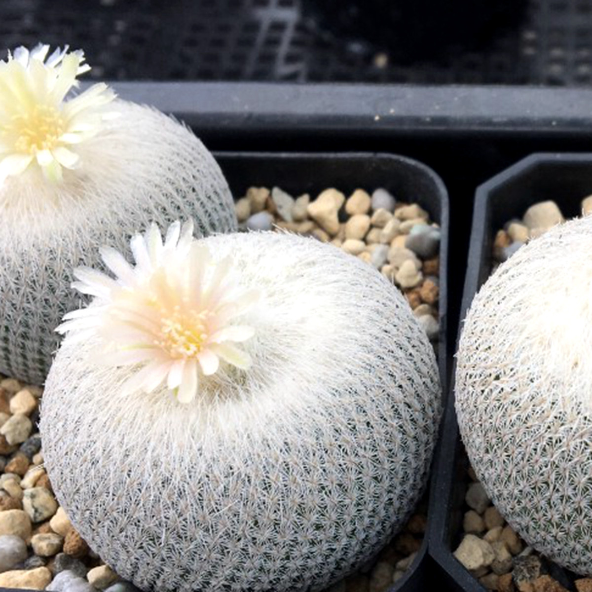 新收多肉植物珍稀仙人球智利球属白之王伊朗多肉植物