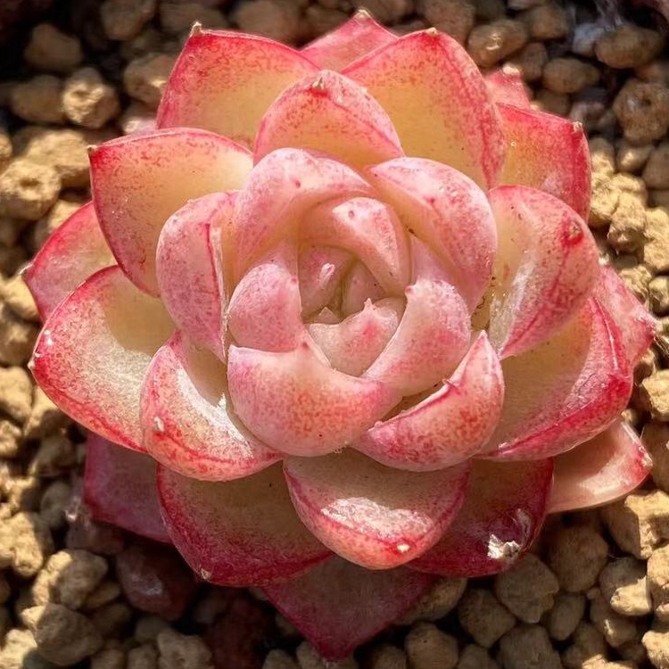 女王玫瑰 白女王红女王稀有贵货多肉植物 秋阳家母本 一物一拍