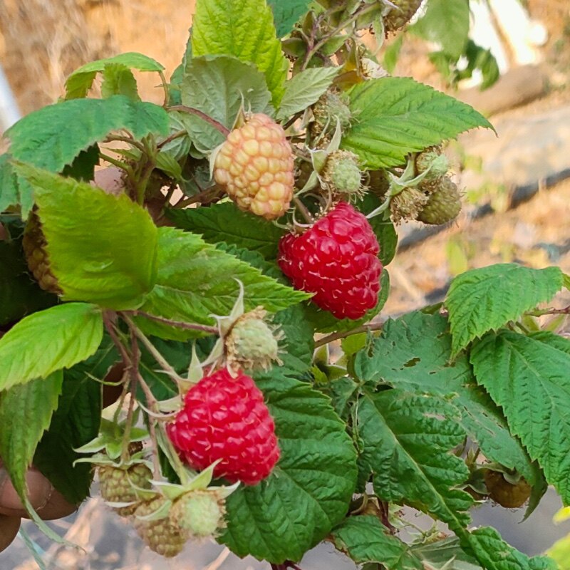 春天发货 带杯双季树莓波尔卡  金秋 橙色奇迹 丁康黄树莓 红树莓