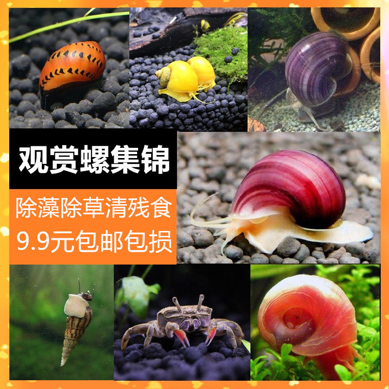 白玉蜗牛活体_蓝象牙螺鱼缸宠物除藻蜗牛观赏神秘螺活体清理鱼粮残渣