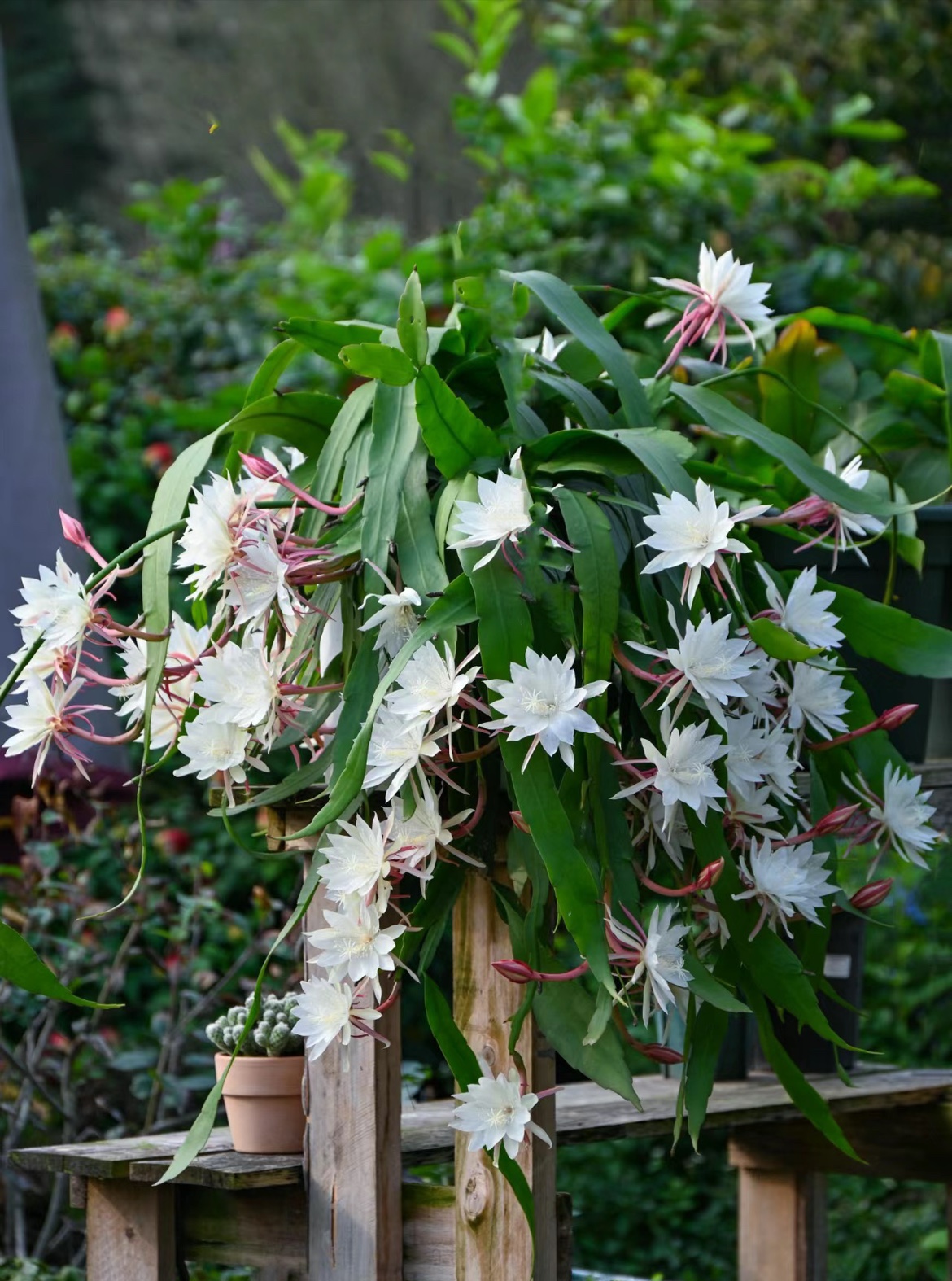 印尼小叶昙花印尼小叶昙花四季开花昙