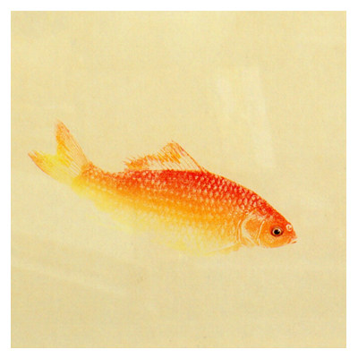 杨阿永《红鲫鱼》鱼拓 含实木镜框