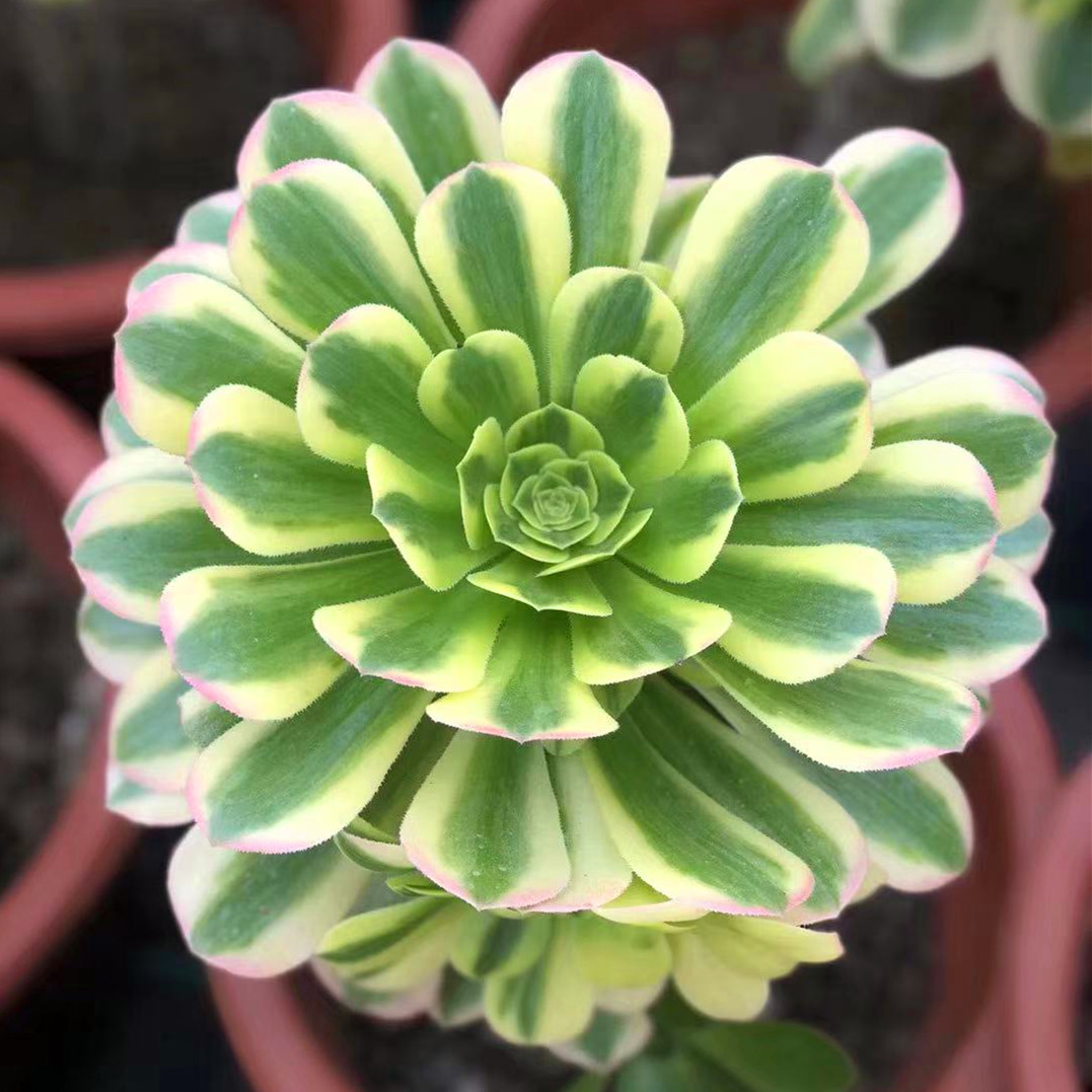 热销法师多肉一物一拍