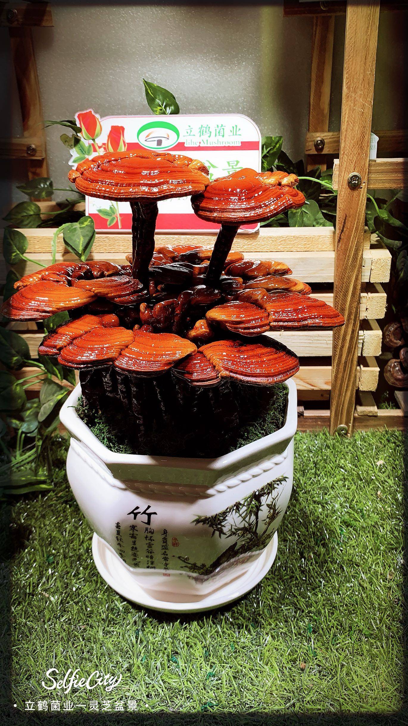 观赏灵芝盆景盆栽活体嫁接菌包盆景赤灵芝成品灵芝室内办公室摆件