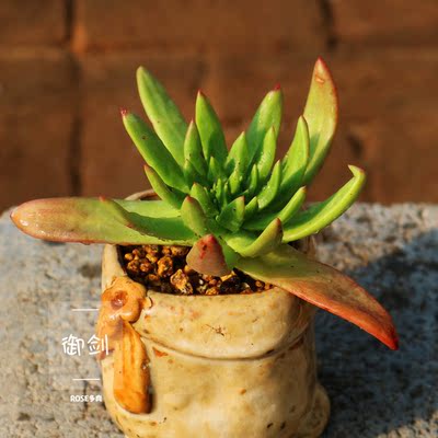 绿叶仙女杯 多肉 多肉植物 一物一拍 【rose多肉】a233