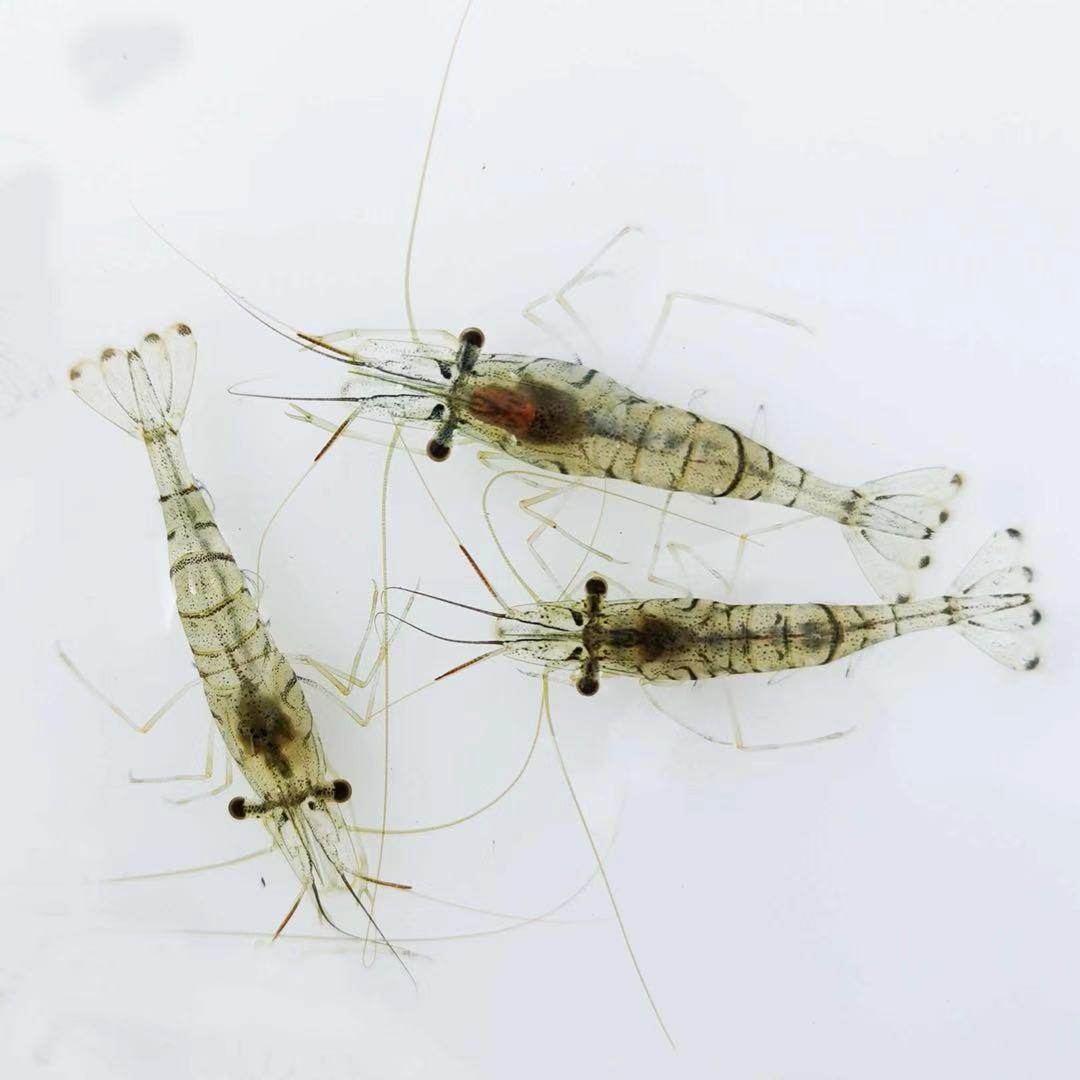 中华小长臂花腰虾秀丽白鱼缸观赏水晶虾除丝藻吃藻虾除藻虾工具虾