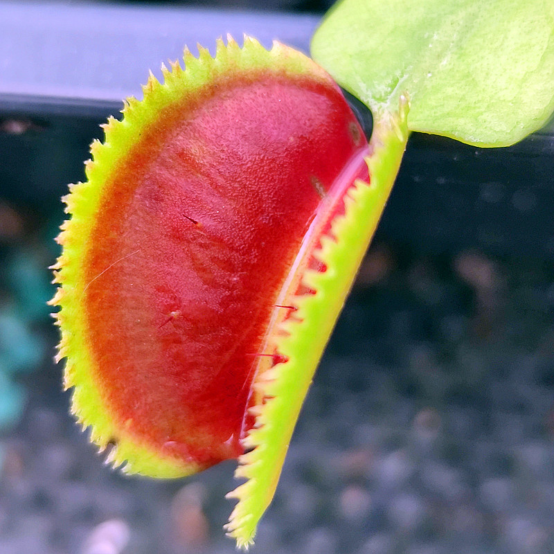 烈焰怒齿捕蝇草食食虫植物食人花盆盆栽食蝇绿植