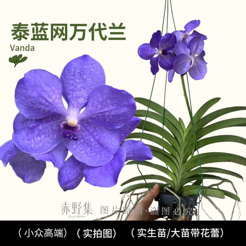 泰国蓝网万代兰带花苞实生苗优先好的发货好看好养植物花卉兰科属