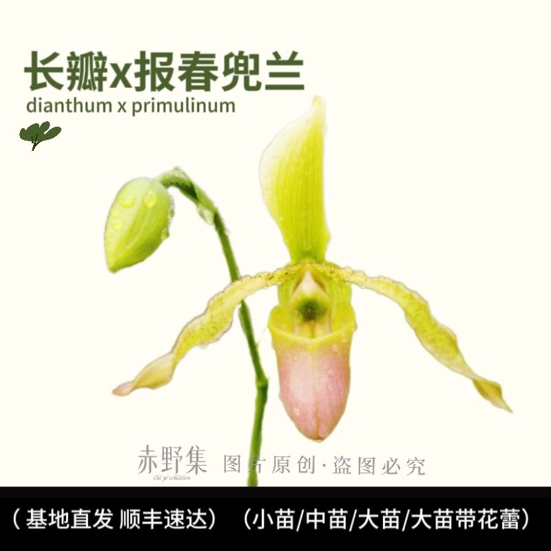 赤野集 兰花-兜兰属-交配种-长瓣X报春（dianthum x primulinum）