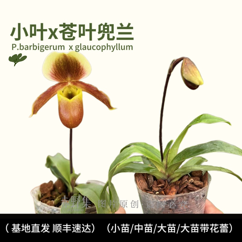 赤野集兜兰小叶x苍叶P.barbigerum  x glaucophyllum小型桌面盆栽