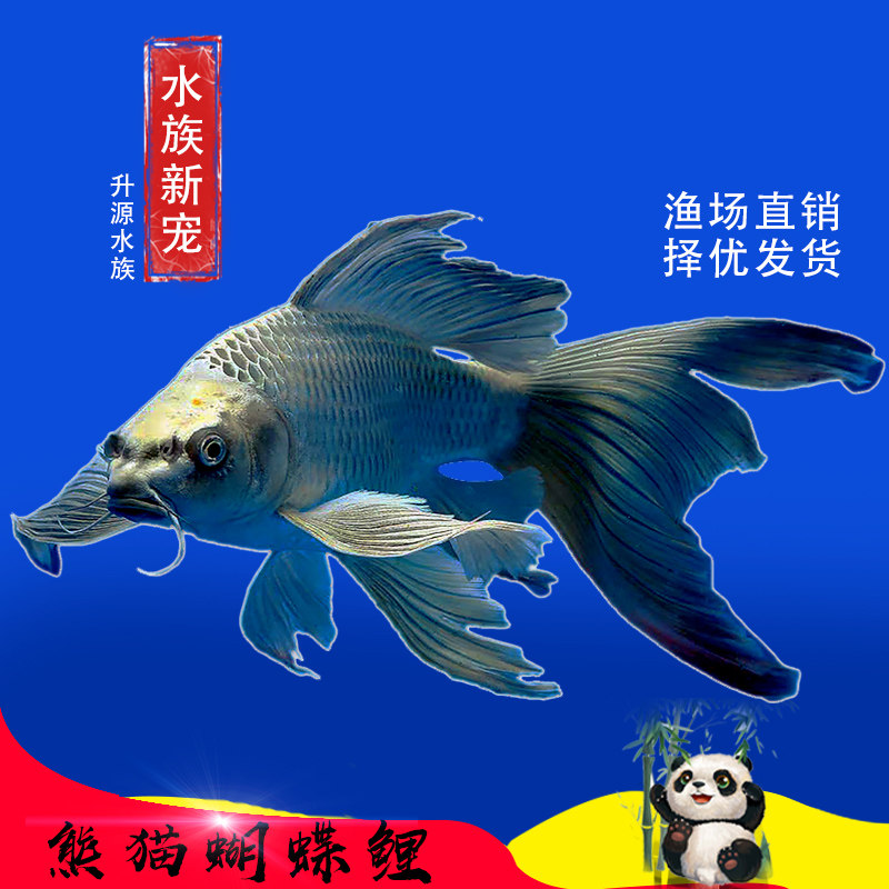观赏鱼熊猫蝴蝶鲤球型龙鲤锦鲤鱼龙凤古金龙蝶鲤淡水冷水鱼苗包邮