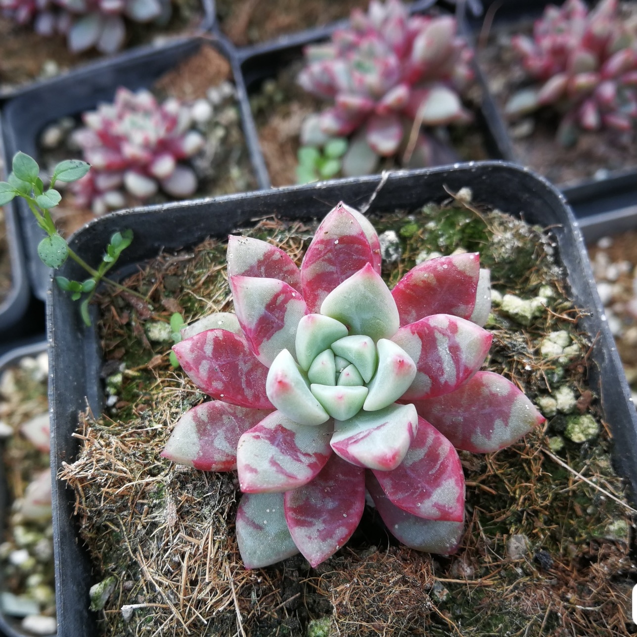 雪燕多肉 血燕 趣味多肉血滴子  稀有 带血斑暗纹 全场19包邮阳台