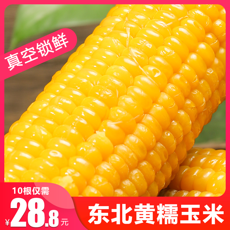 东北甜粘苞米黄糯整箱10根糯玉米