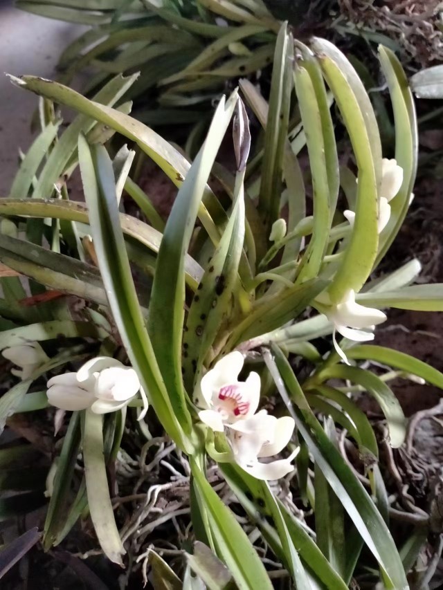 香花万代,好香花万代兰,附生兰花雨林缸造景花卉绿植盆栽