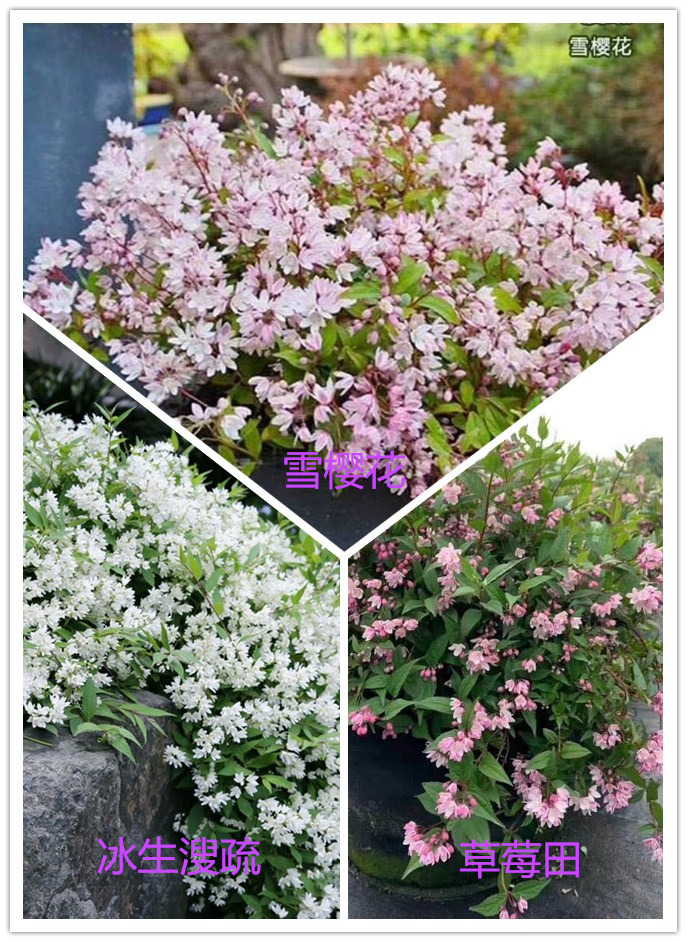 雪球冰生溲疏庭院阳台楼顶好养护垂吊植物盆栽雪樱花草莓田包邮