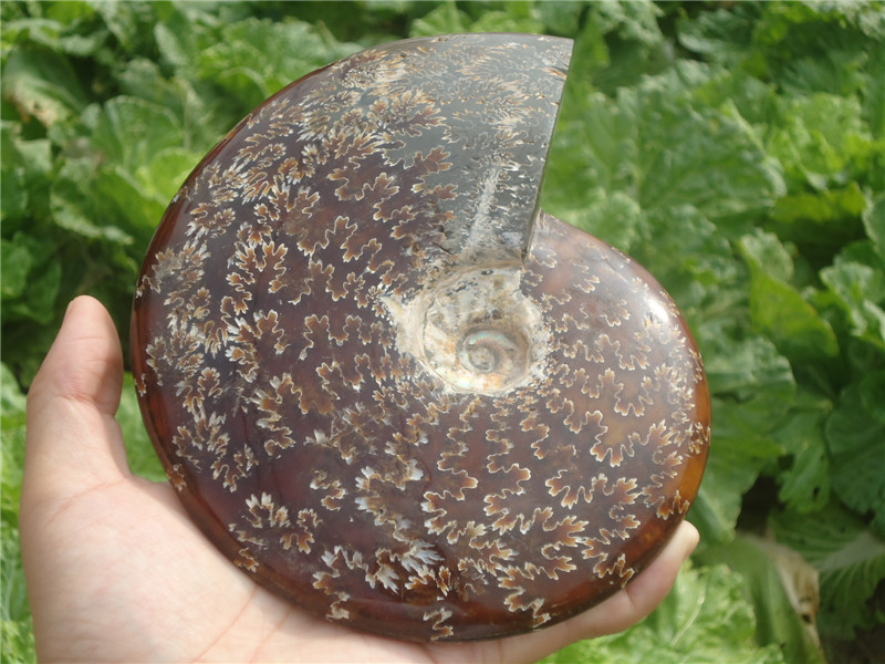 马达加斯加 玉化螺天然 原石标本 全玉化 菊石