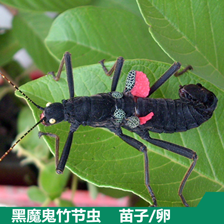 秘鲁产黑魔鬼竹节虫另类宠物活体爬虫另有叶脩巨扁幽灵绿椒等包活