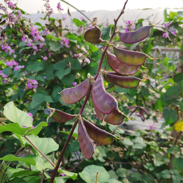 农家自种新鲜蔬菜 露天紫扁豆 时令红扁豆 扁豆荚 扁豆角 5斤装