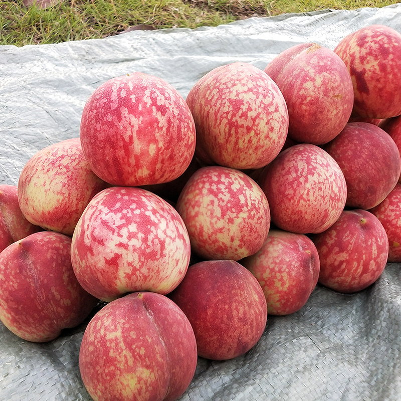 血桃水果新鲜现货湖北5月孕妇水蜜桃当季整箱直批5斤10斤红心桃子