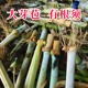 甜象草3号种节无毛皇竹草子种巨菌草四季多年生牧草耐寒冻不死