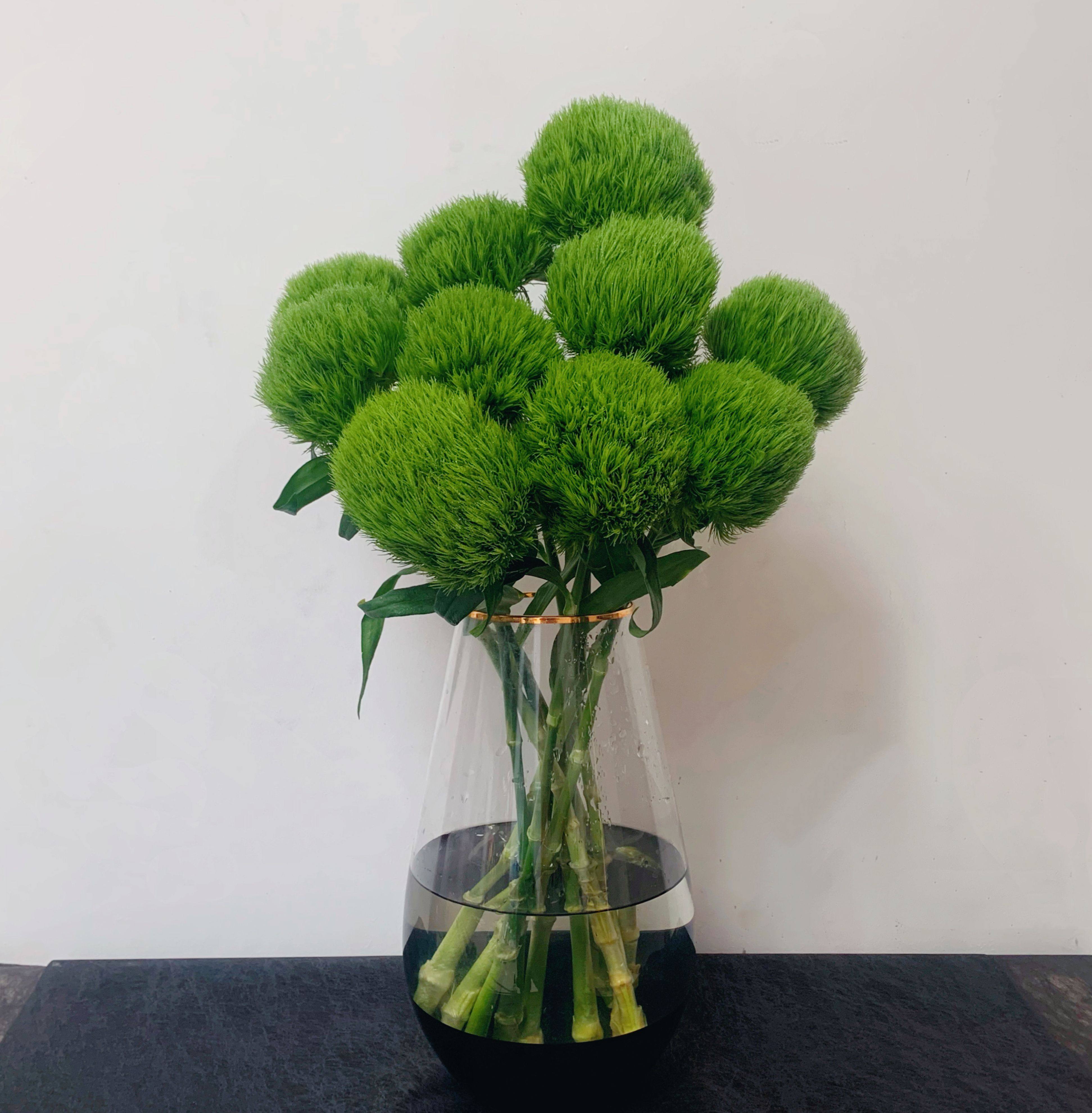 绿毛球石竹清新水养鲜花  富贵竹转运竹红朱蕉水培绿植  顺丰包邮