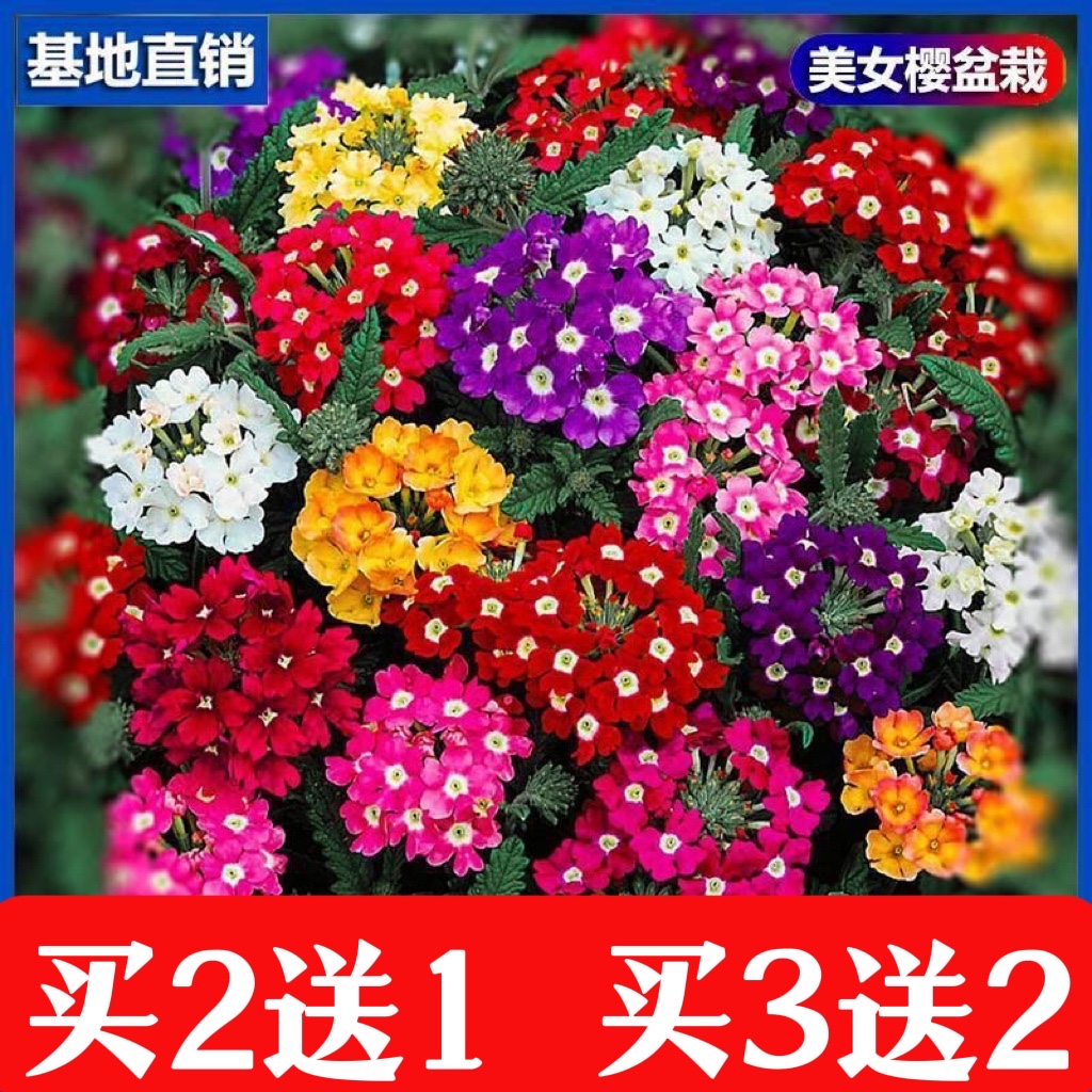 美女樱四季开花盆栽植物绿植多年生客厅阳台庭院吸甲醛美观爆花