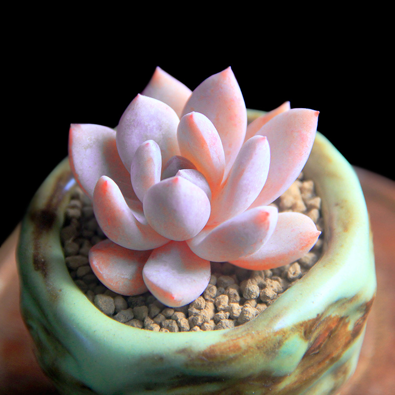 芙蓉雪莲_芙蓉雪莲折扣优惠券