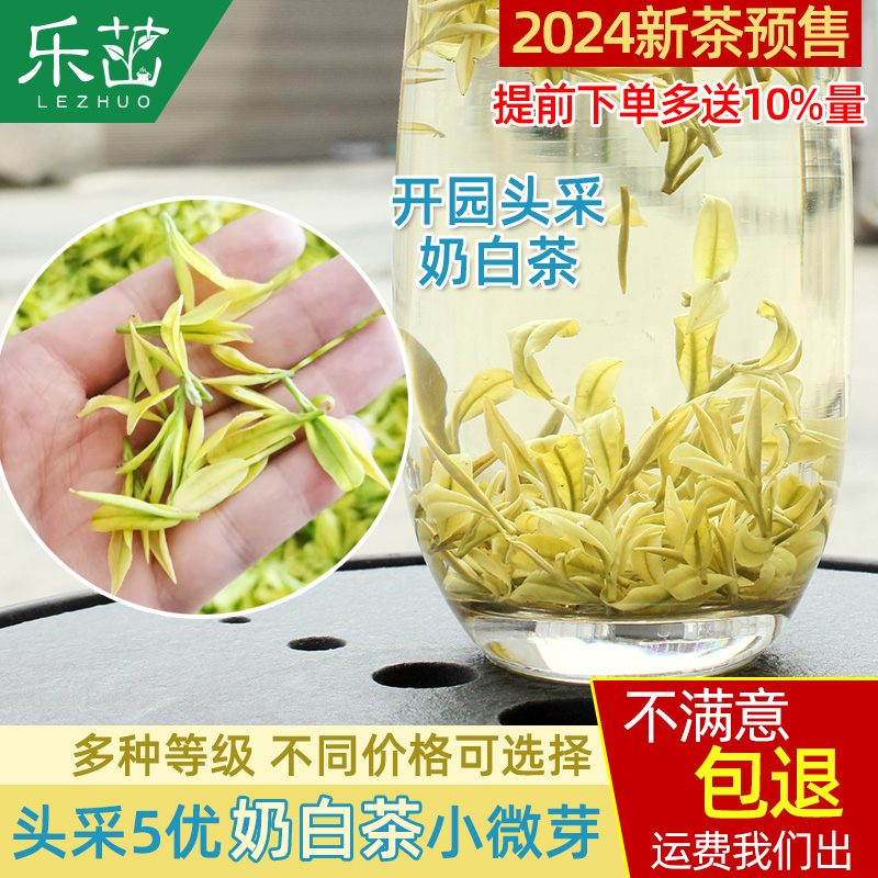 2024年新茶-奶白开园头采5优-安吉极白奶白茶叶明前高山特级125g