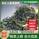 云南绿茶2025年新茶凤庆绿茶浓香型条形半烘炒绿茶毛尖春尖批发