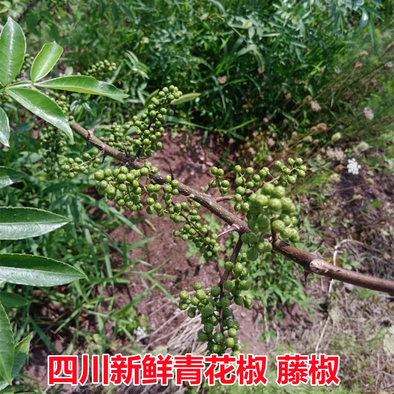 四川特产新鲜青花椒 藤椒花椒真空包装可做花椒油