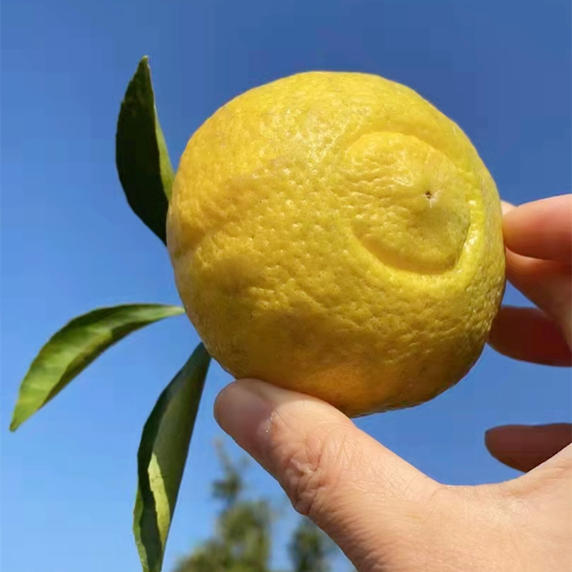 湖南怀化洪江黄金贡柚春香柚象山青新鲜水果10斤礼品包邮