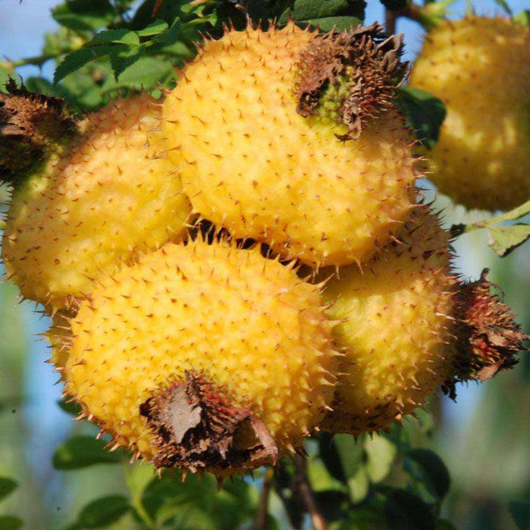 热销刺梨果新鲜