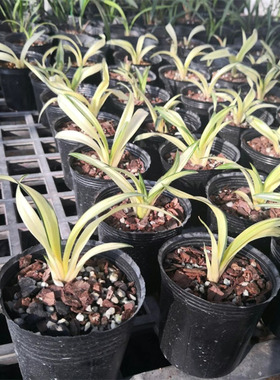 兰花中透兰送春中透墨兰黄金达摩中透四季美观室内绿植花卉盆栽