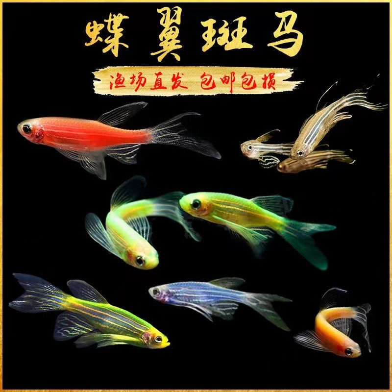 大帆长鳍长尾蝶翼翡翠斑马公母繁殖组古法缸养鱼观赏鱼热带鱼活体