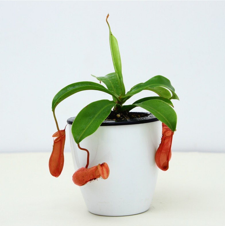 子豪缘家居旗舰店商品展示-品牌旗舰店铺大全