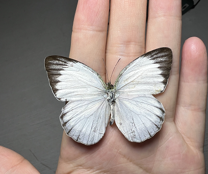 青园粉蝶cepora nadina未展翅真蝴蝶标本原蝶昆虫标本