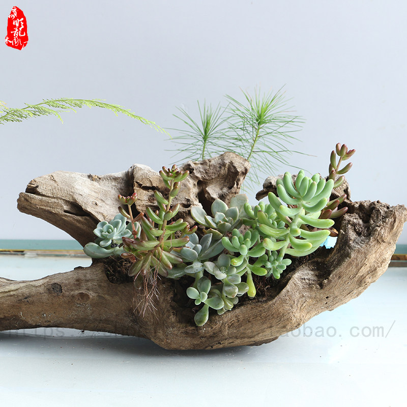 枯木老树根多肉花盆朽木树桩容器石斛空气凤梨家用懒人木头盆支架