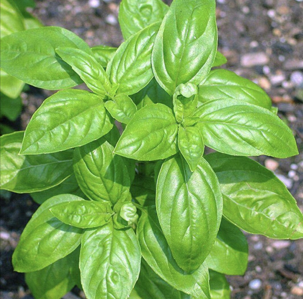 金不换植物食用