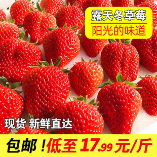 四川双流奶油草莓夏季奶茶蛋糕糖葫芦商用云南草孕妇新鲜红颜水果